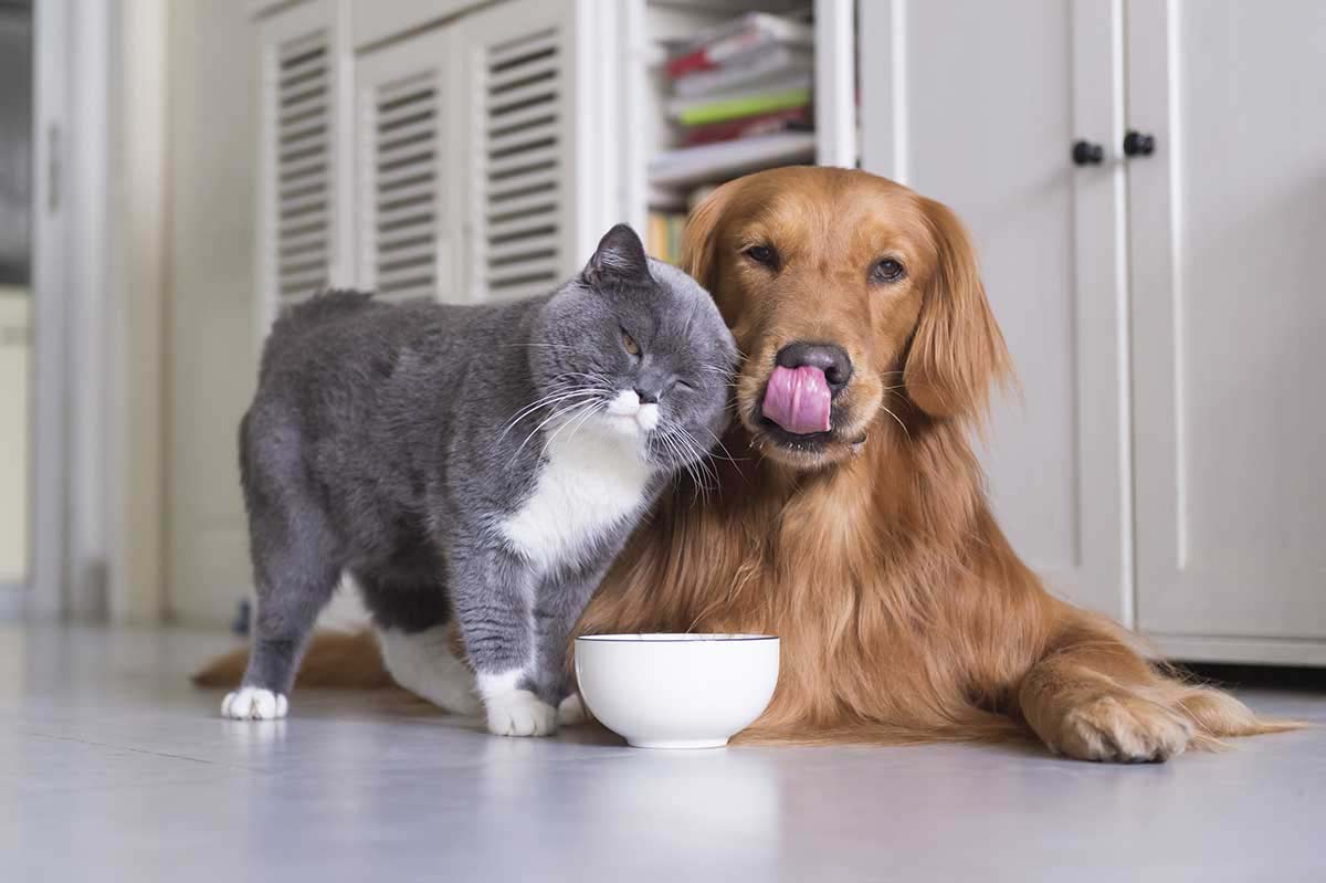 Dog Walking & Pet Sitting Service in Wiltshire